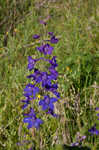 Alabama larkspur